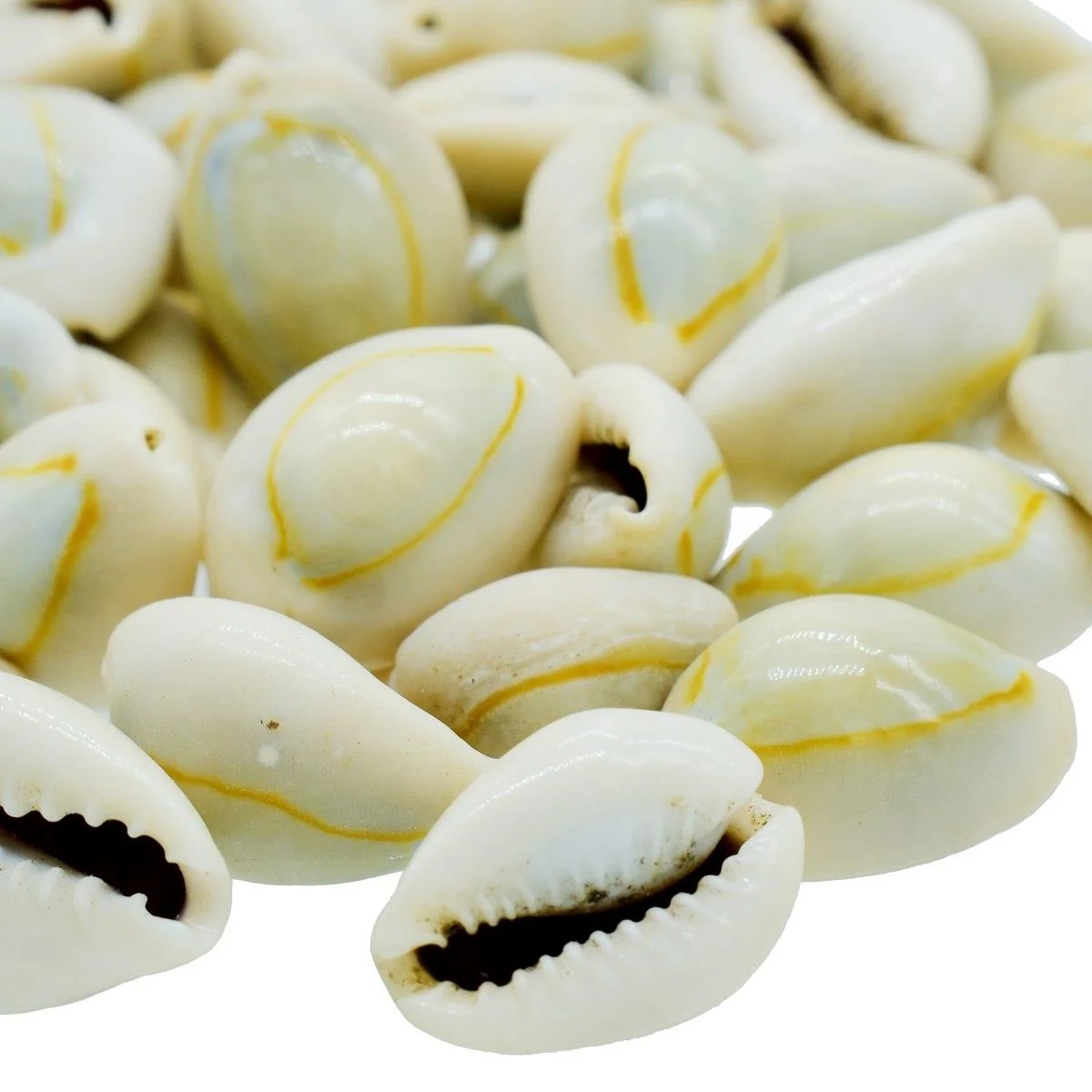 Cowrie Seashell - 100 Grams - Image 3