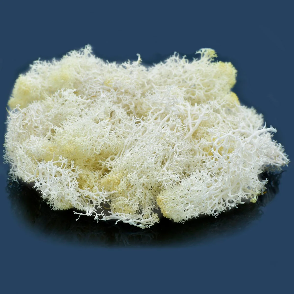 Jags Reindeer Moss 20 Grams - Image 10