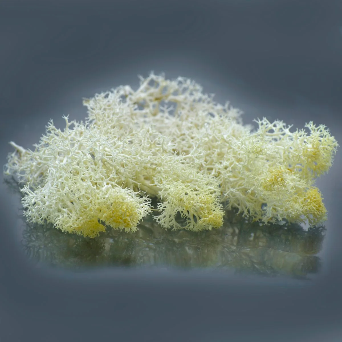 Jags Reindeer Moss 20 Grams - Image 11