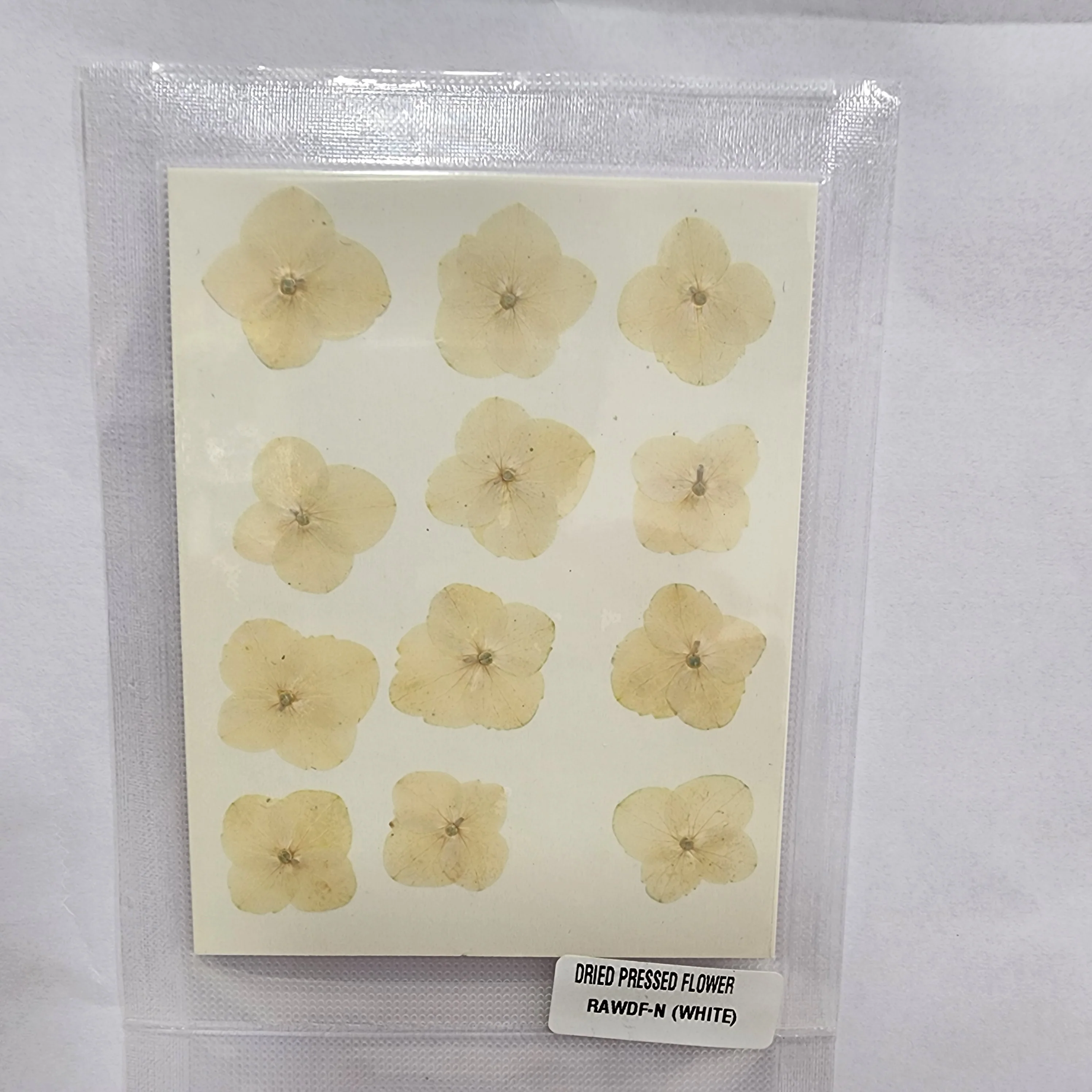 Natural Dried Pressed Flower - 4 Kali / Hydregans - Image 4