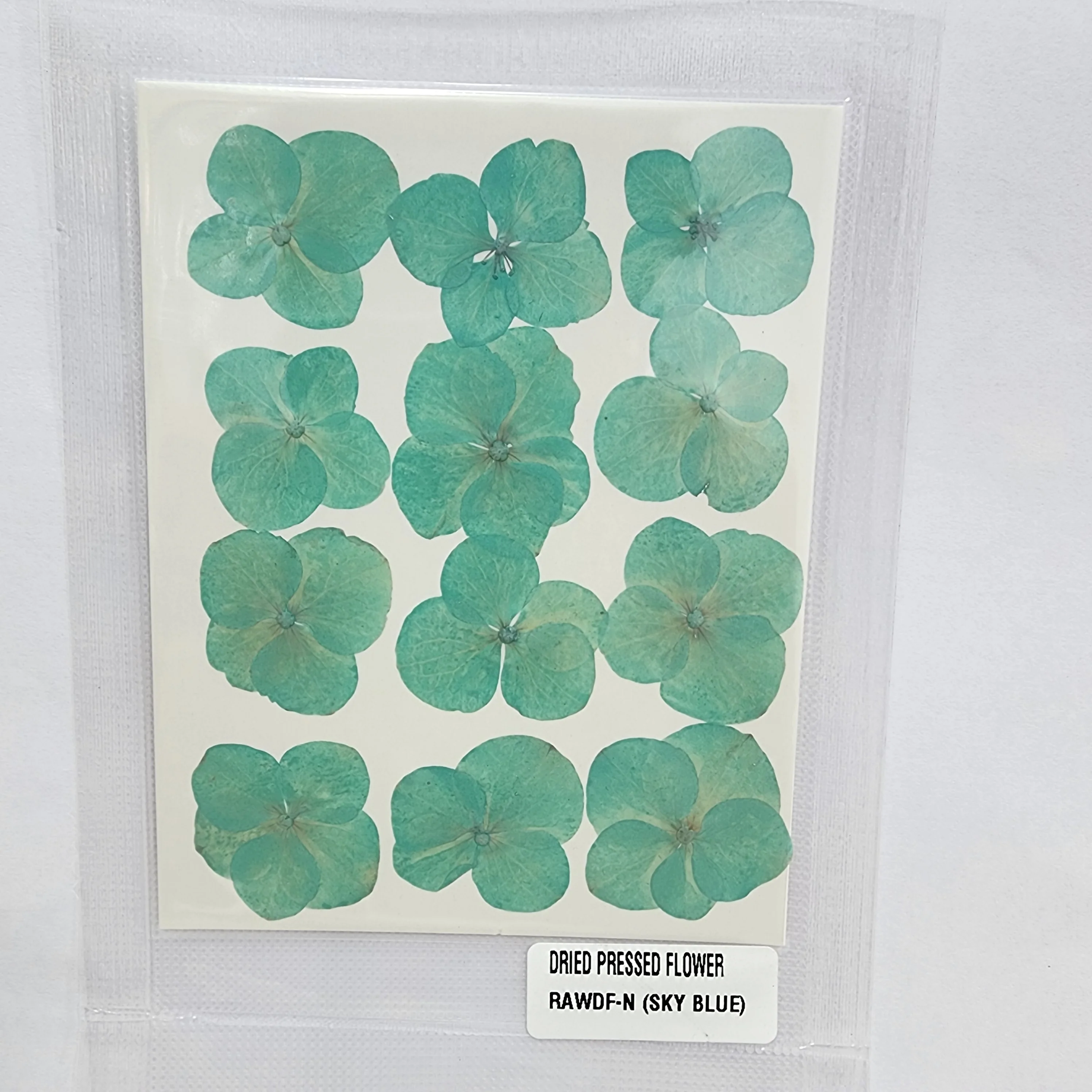 Natural Dried Pressed Flower - 4 Kali / Hydregans - Image 5