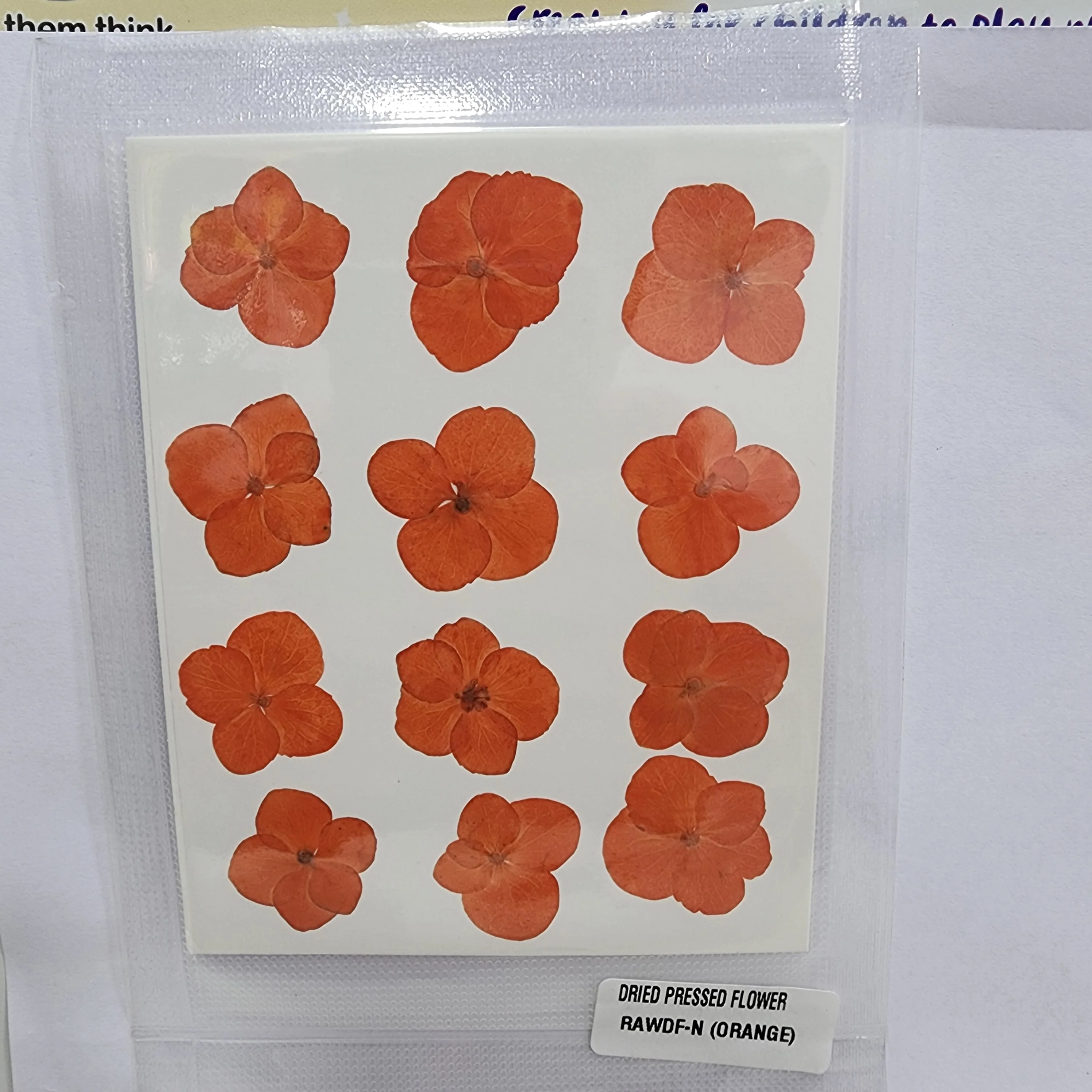 Natural Dried Pressed Flower - 4 Kali / Hydregans - Image 6