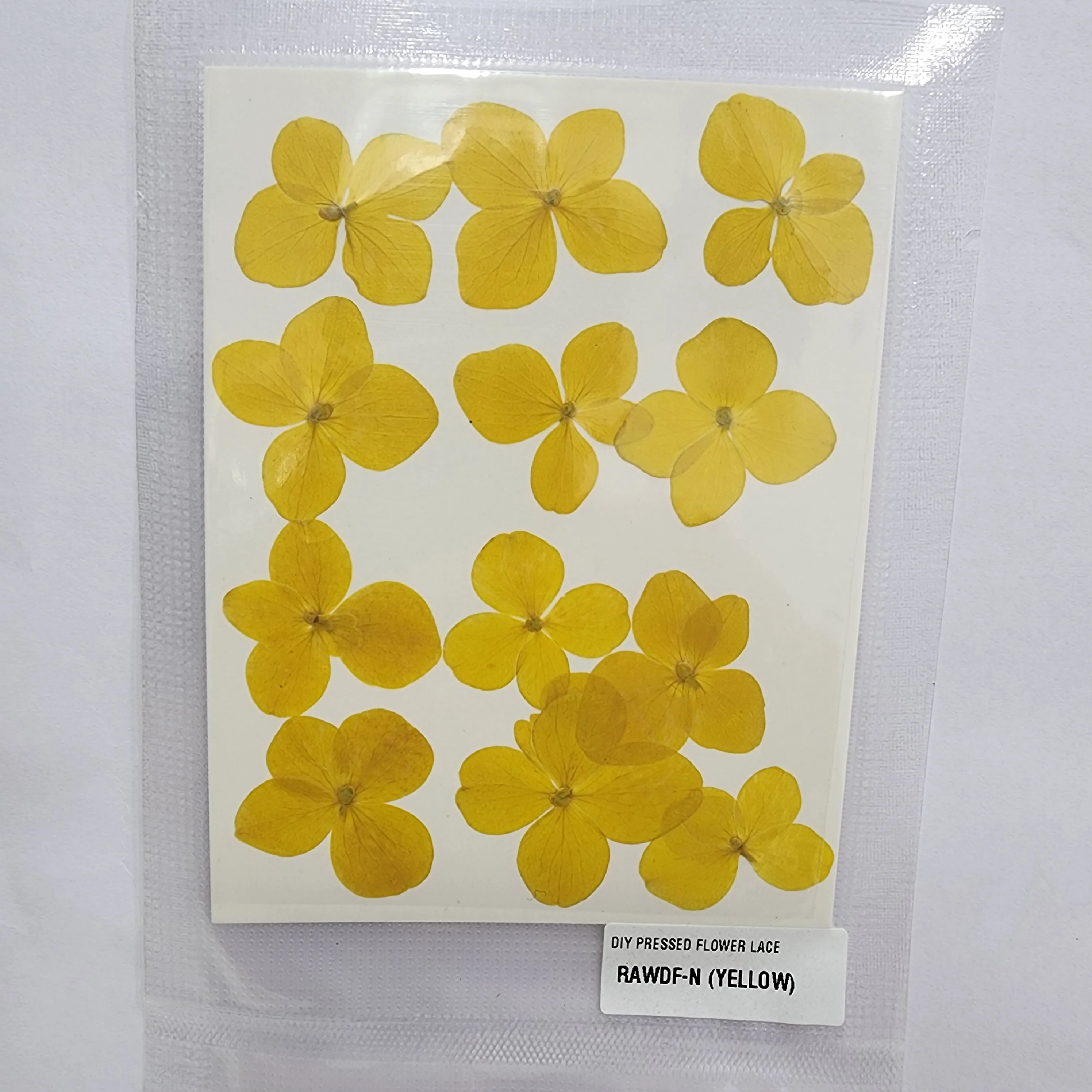 Natural Dried Pressed Flower - 4 Kali / Hydregans - Image 8
