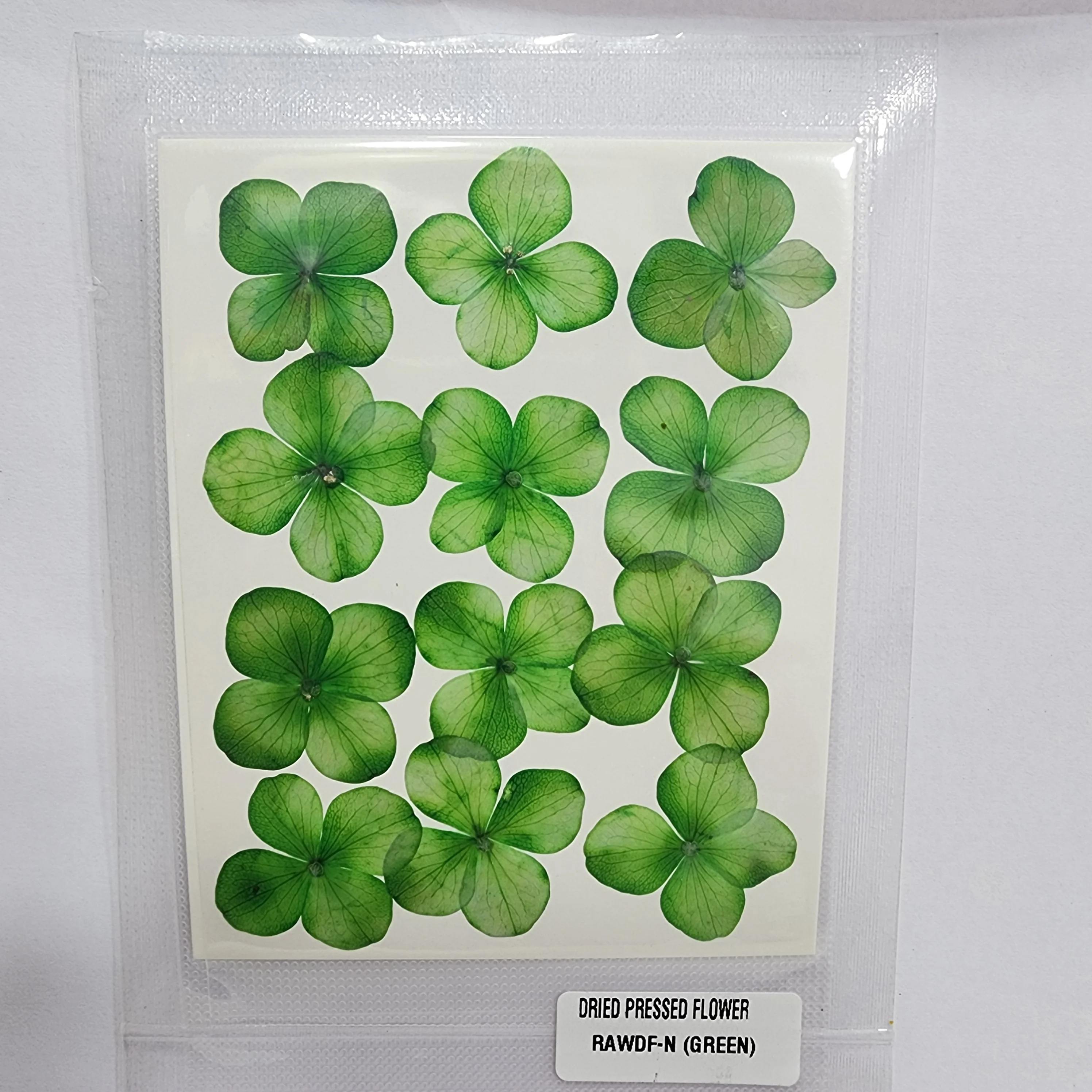 Natural Dried Pressed Flower - 4 Kali / Hydregans - Image 9