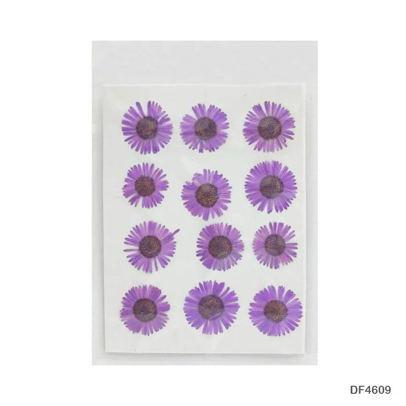 Natural Dried Pressed Chrysanthemum - Image 13