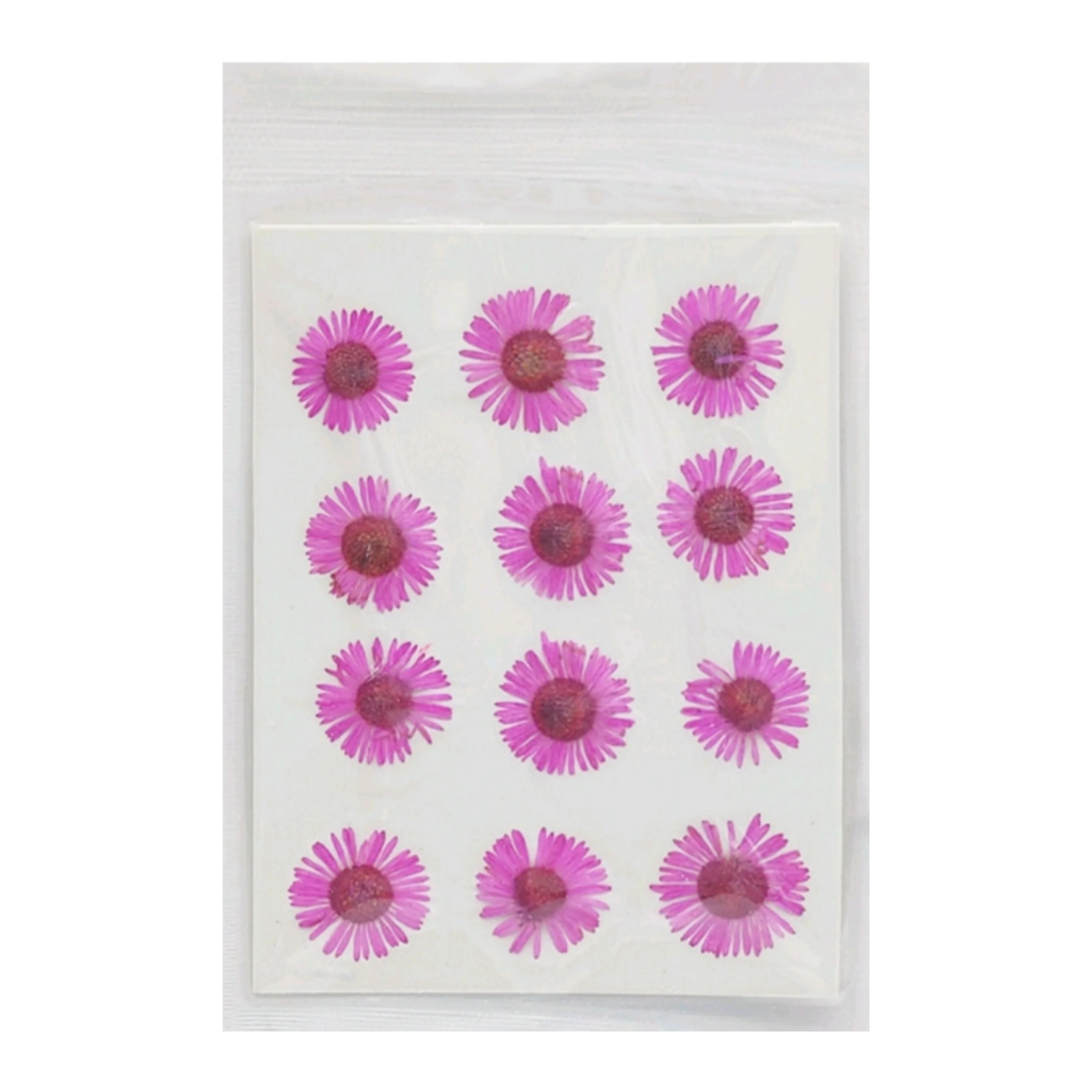 Natural Dried Pressed Chrysanthemum - Image 15