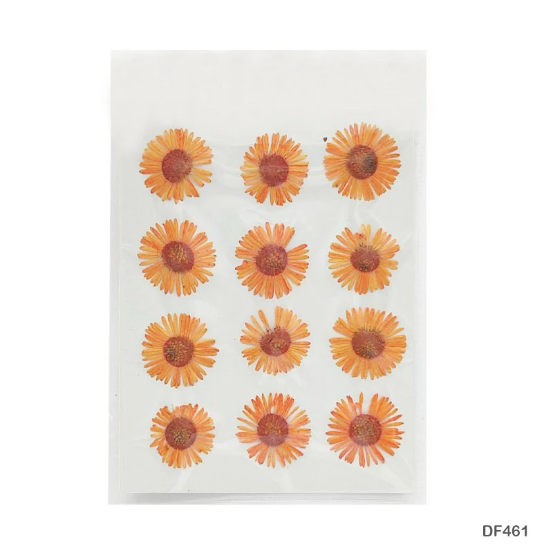 Natural Dried Pressed Chrysanthemum - Image 2