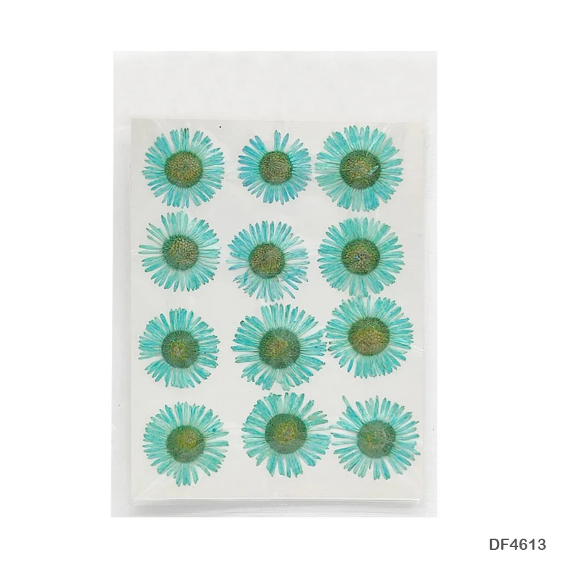 Natural Dried Pressed Chrysanthemum - Image 6
