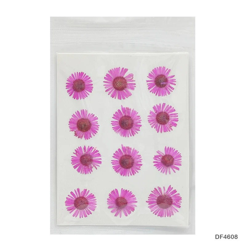 Natural Dried Pressed Chrysanthemum - Image 9