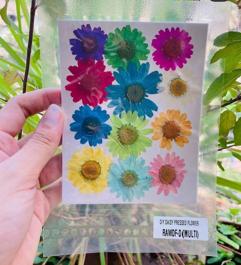 Natural Dried Pressed Daisy - Image 10