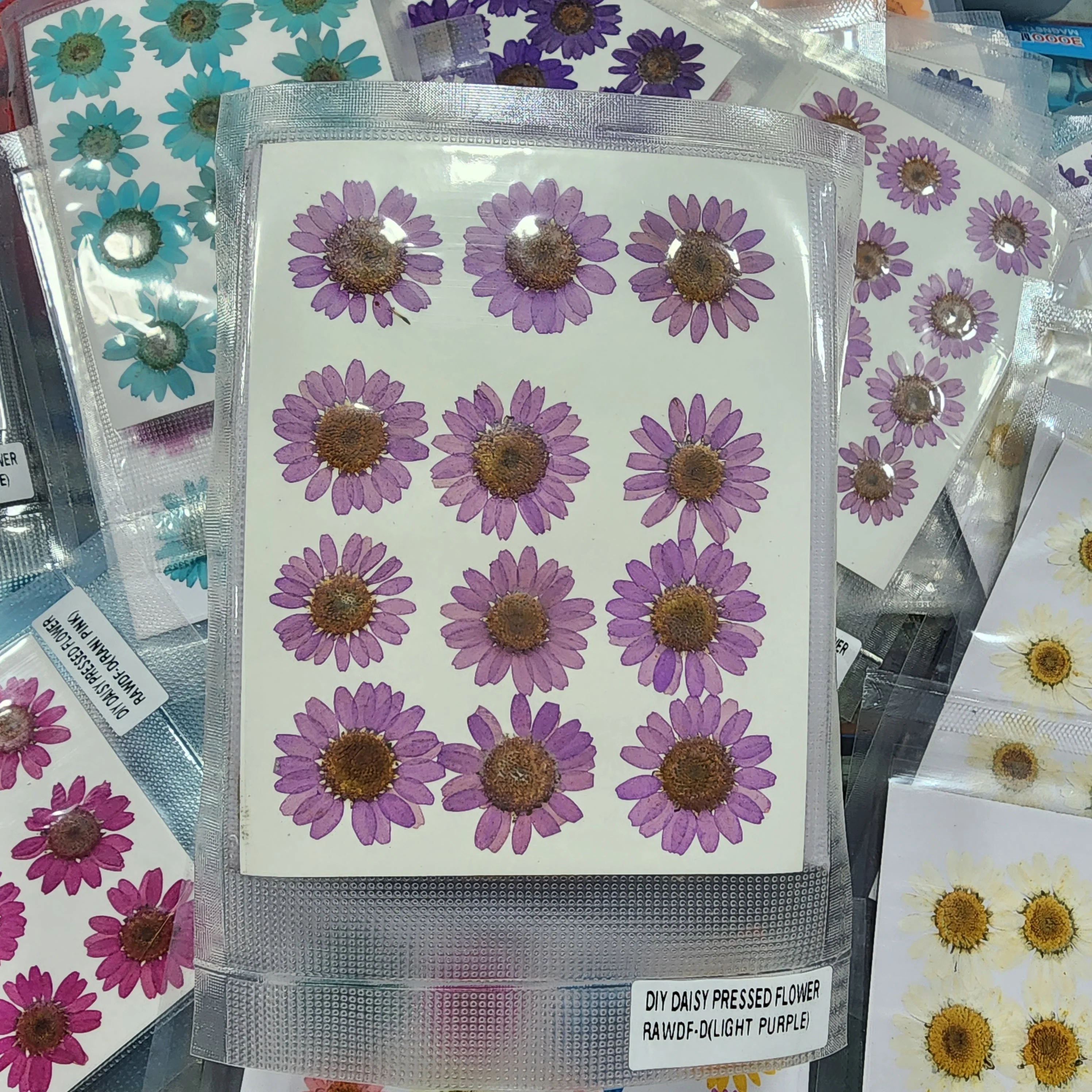 Natural Dried Pressed Daisy - Image 13