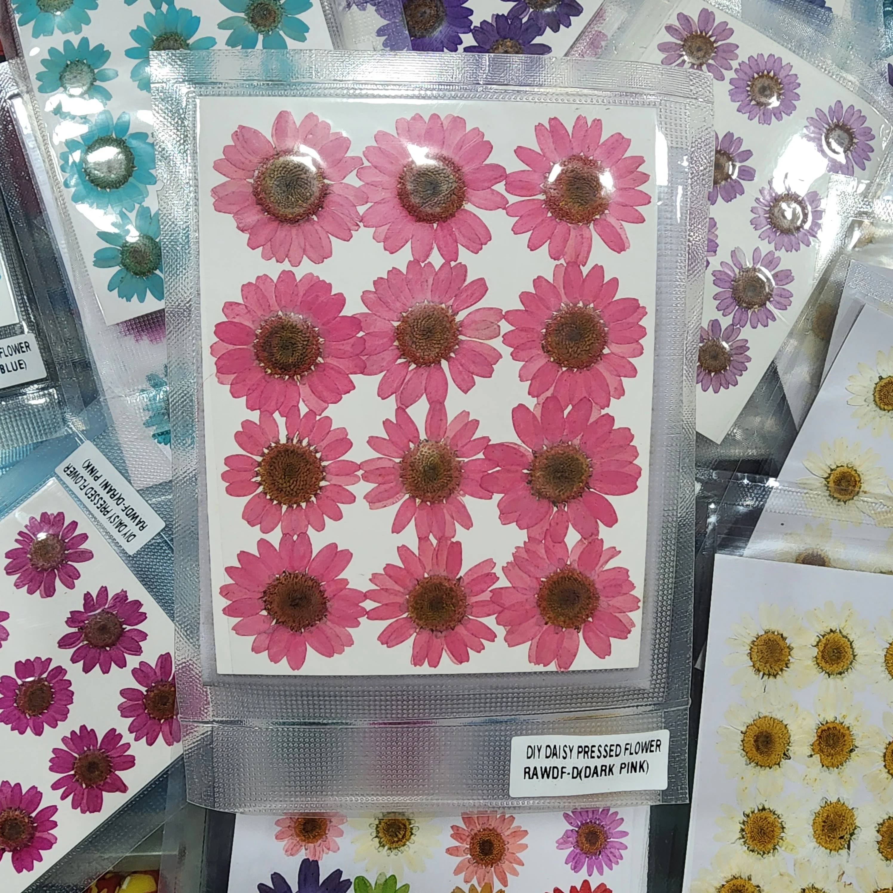 Natural Dried Pressed Daisy - Image 14