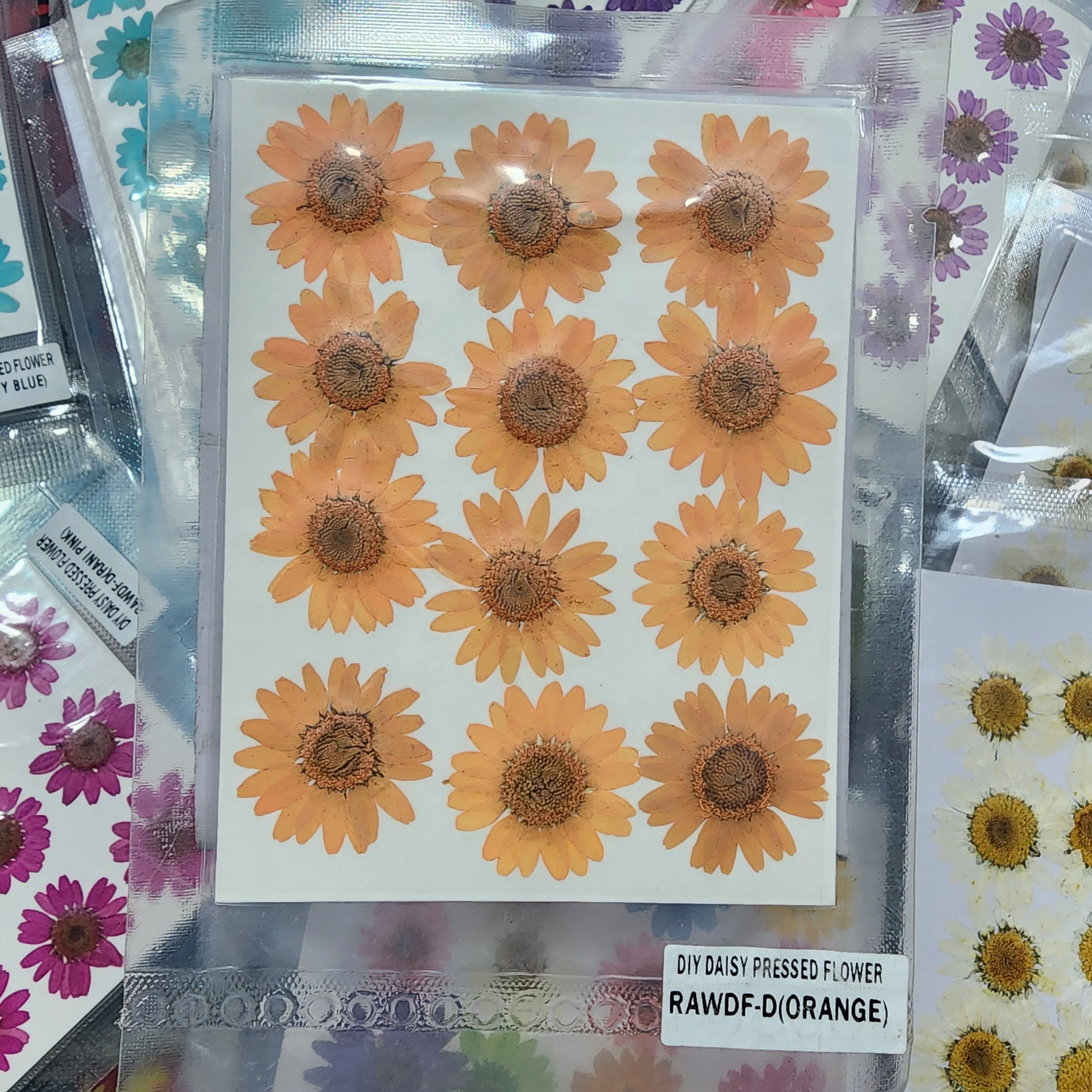Natural Dried Pressed Daisy - Image 15