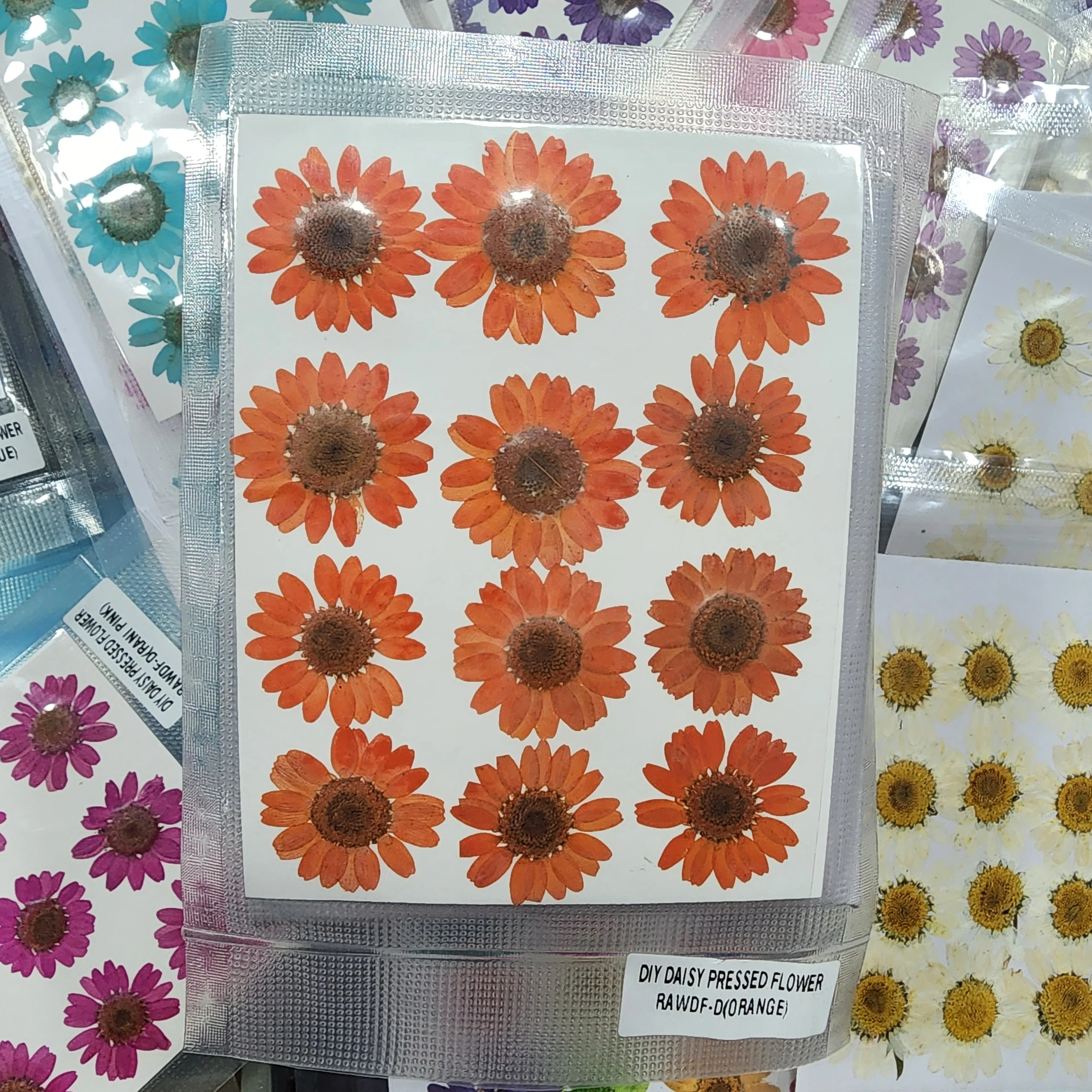 Natural Dried Pressed Daisy - Image 16