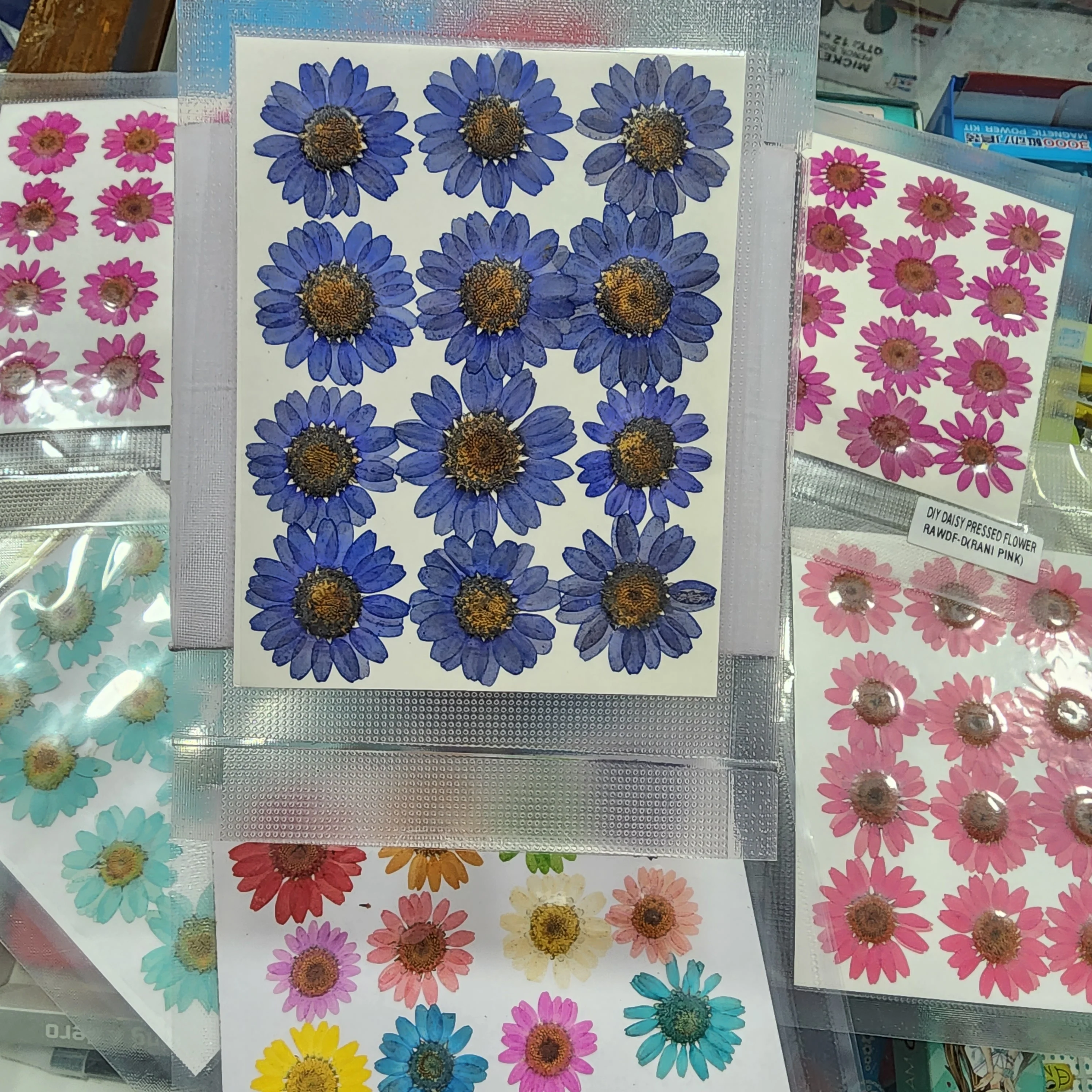 Natural Dried Pressed Daisy - Image 19