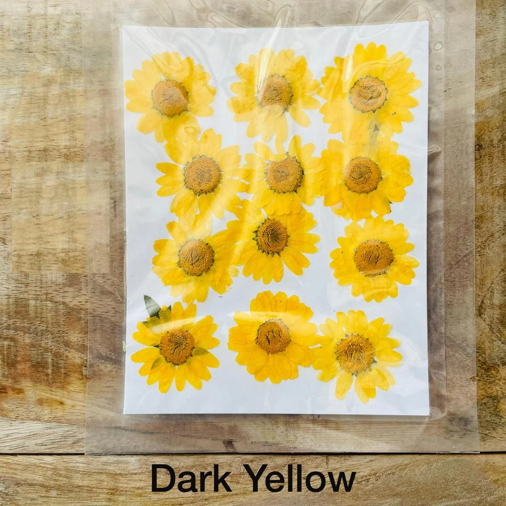 Natural Dried Pressed Daisy - Image 2