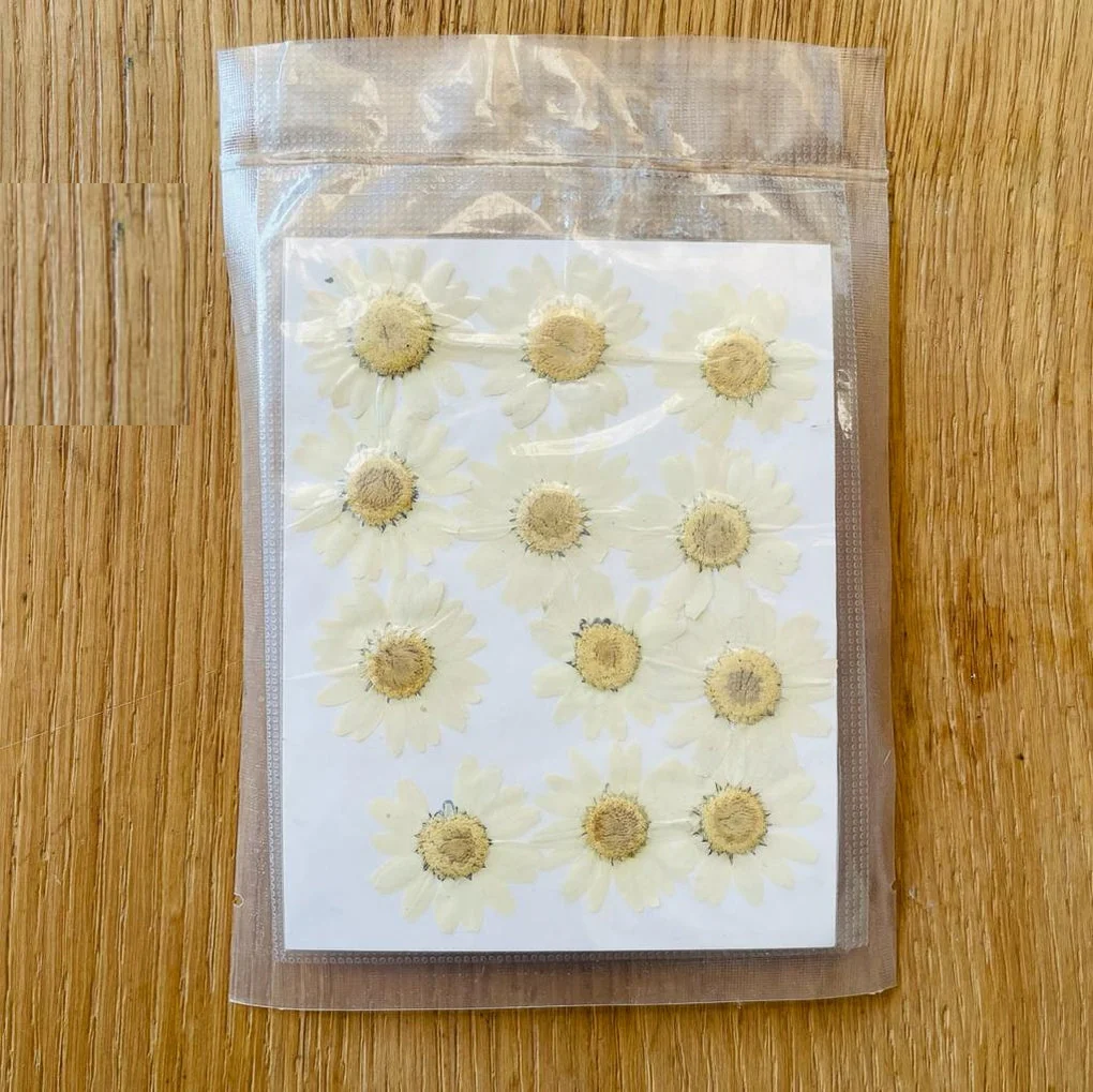 Natural Dried Pressed Daisy - Image 3