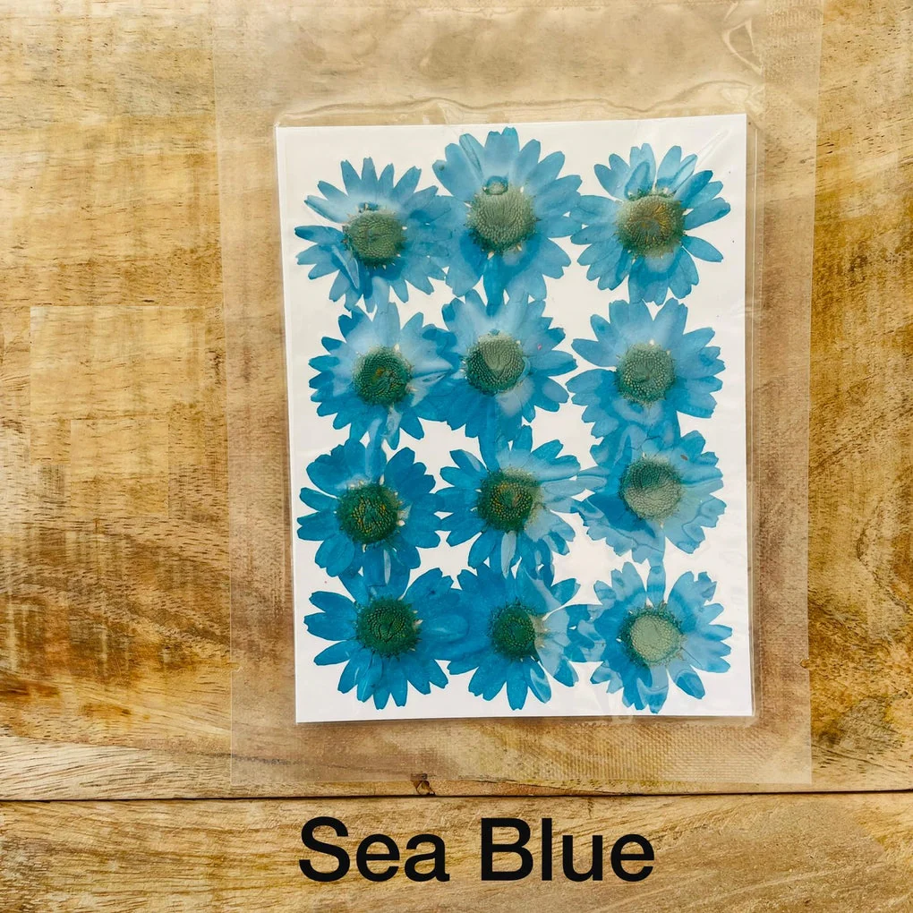 Natural Dried Pressed Daisy - Image 4