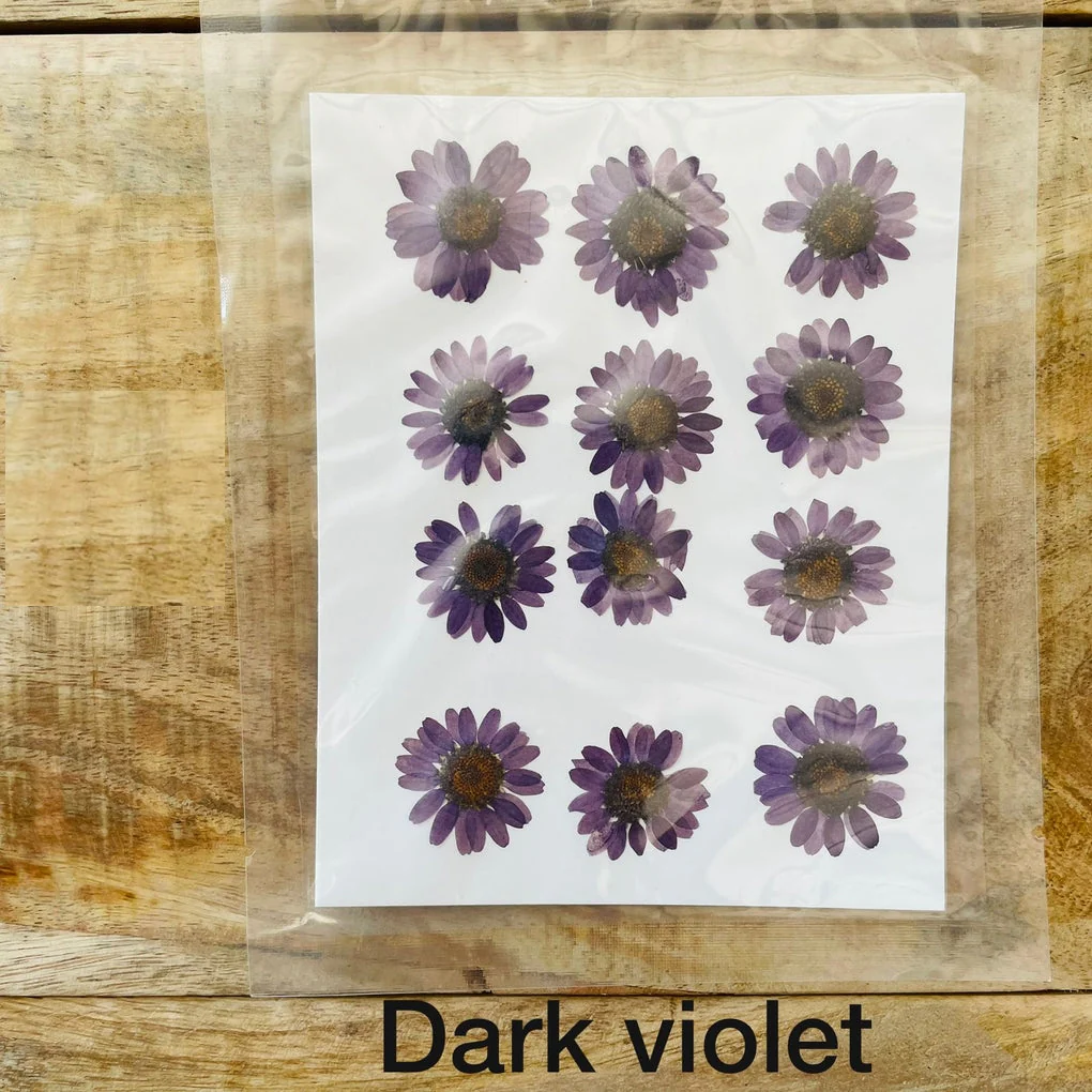 Natural Dried Pressed Daisy - Image 5