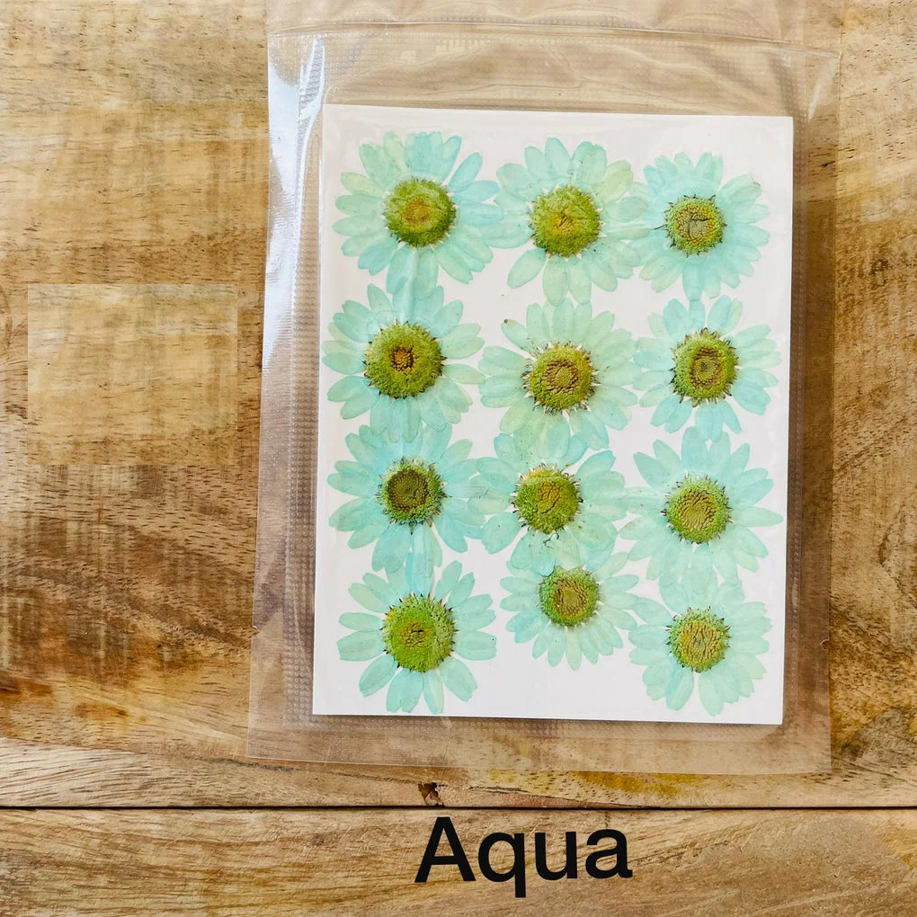 Natural Dried Pressed Daisy - Image 6
