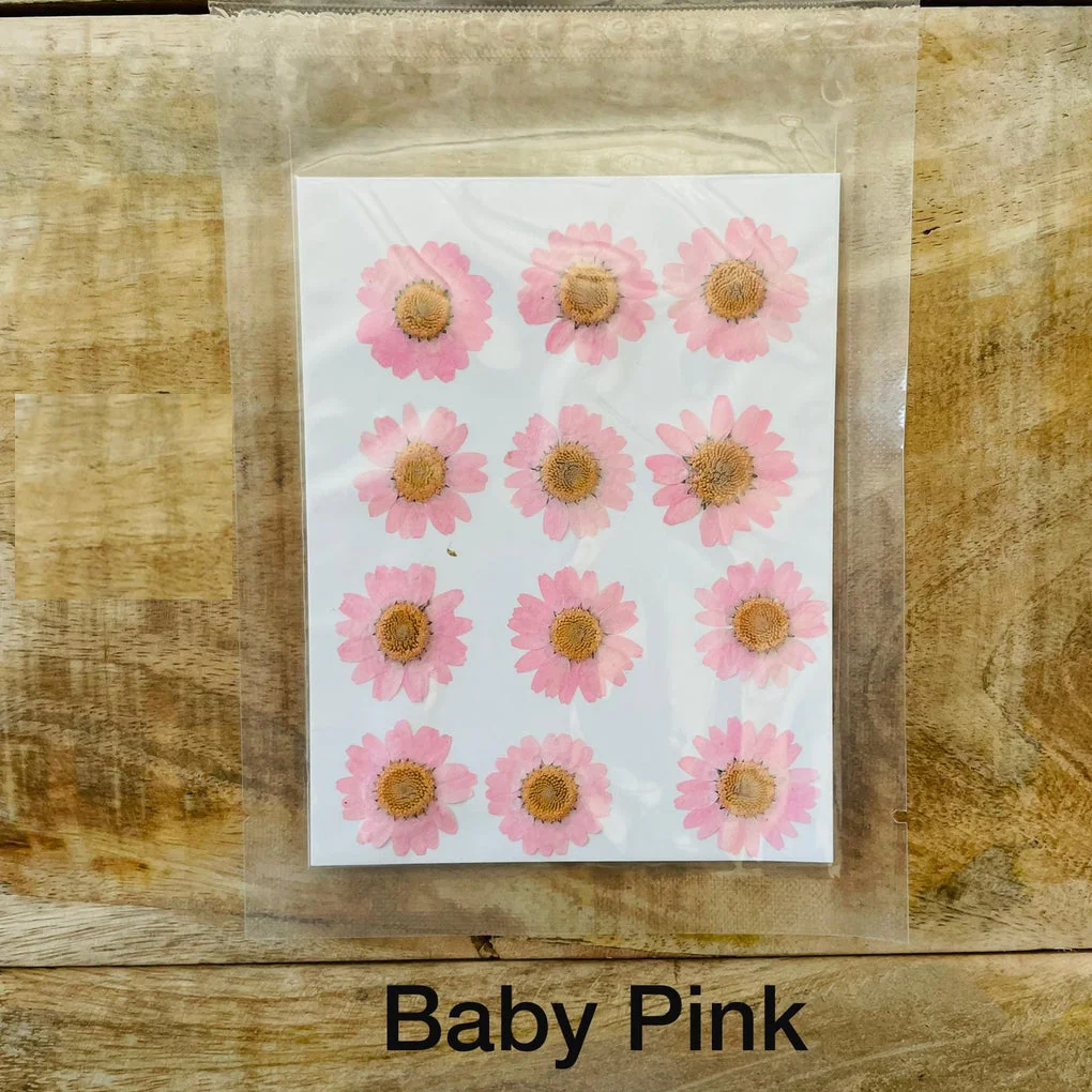 Natural Dried Pressed Daisy - Image 8
