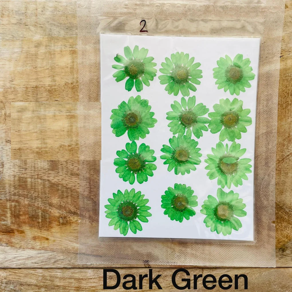 Natural Dried Pressed Daisy - Image 9