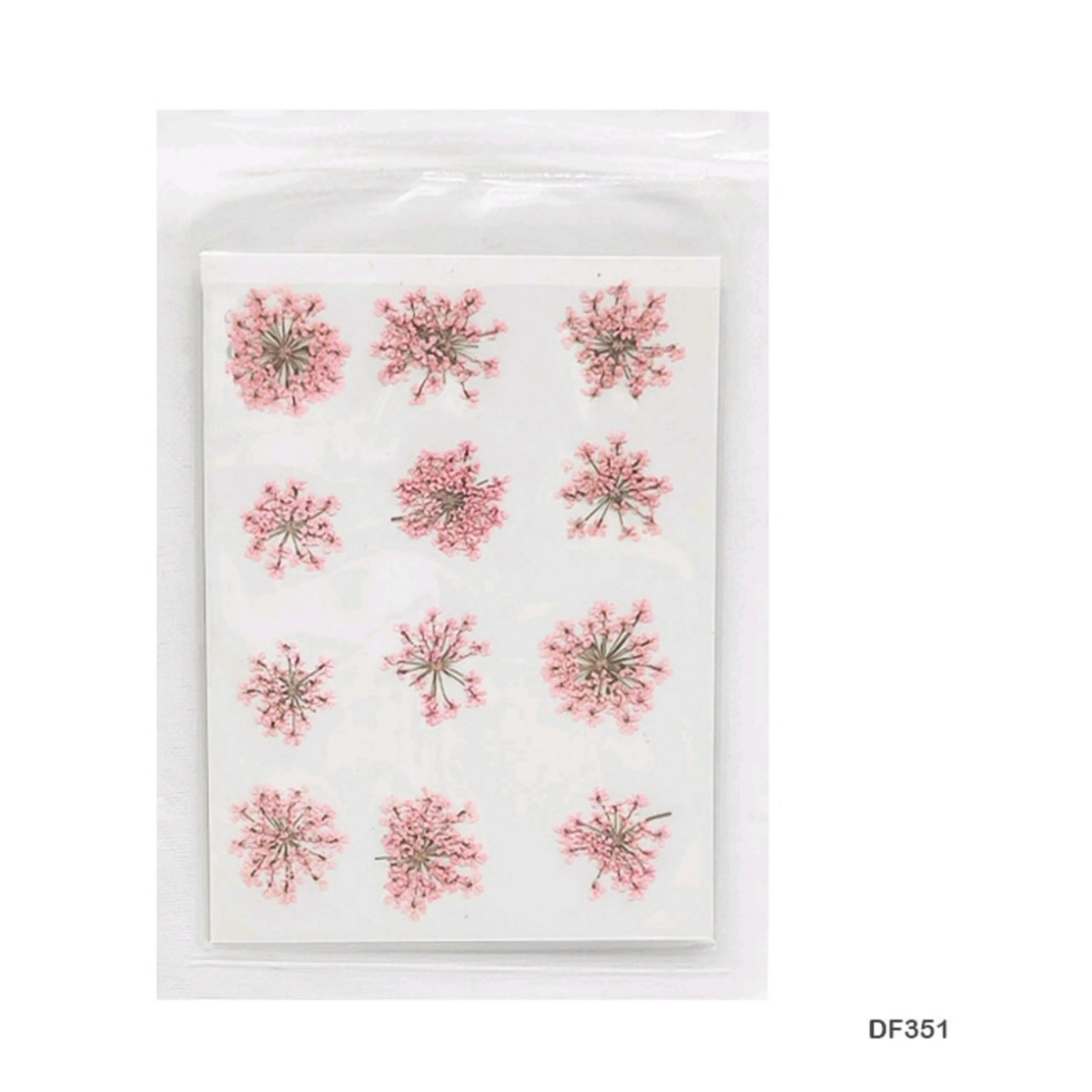 Natural Dried Pressed Queen Anne Lace - Image 12
