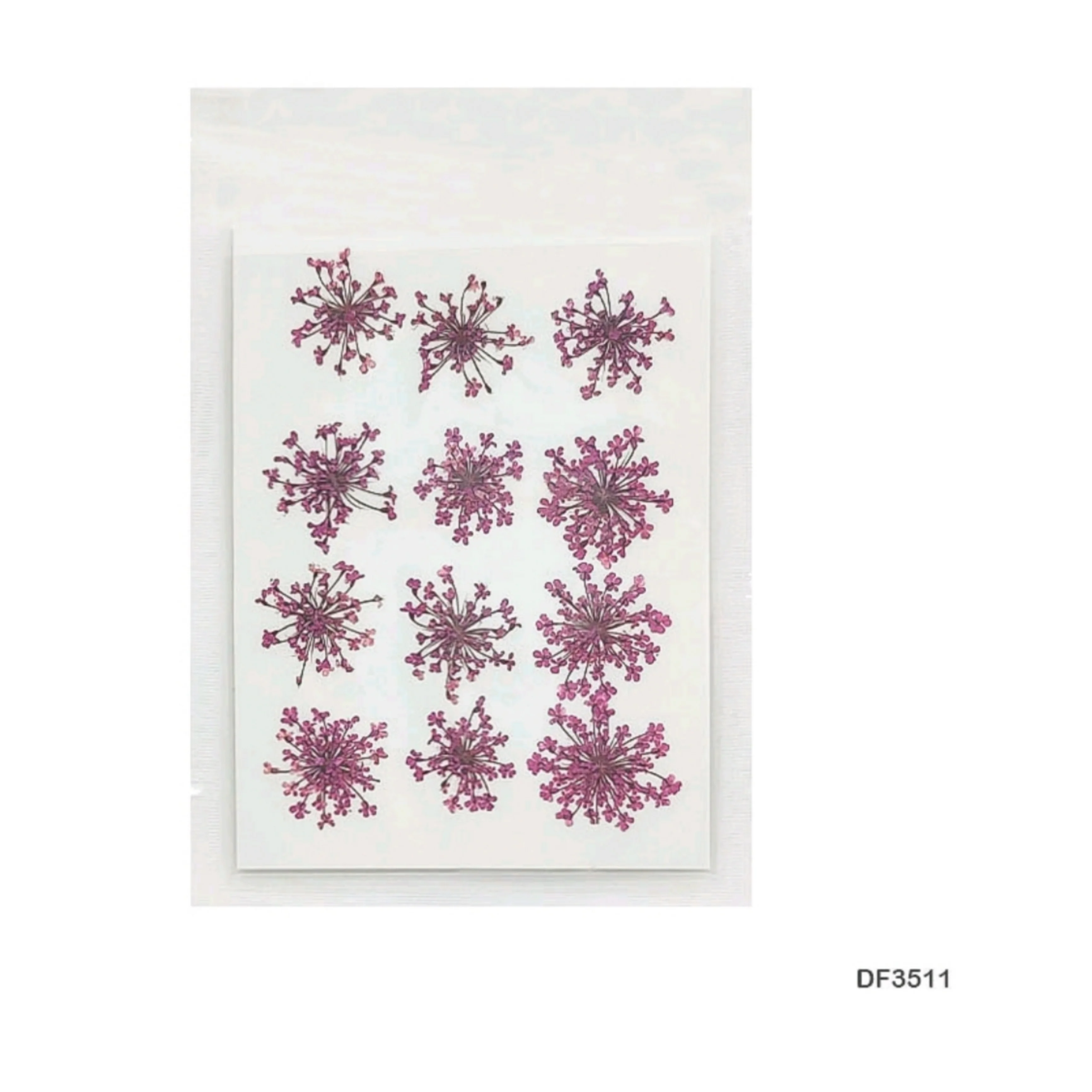 Natural Dried Pressed Queen Anne Lace - Image 13