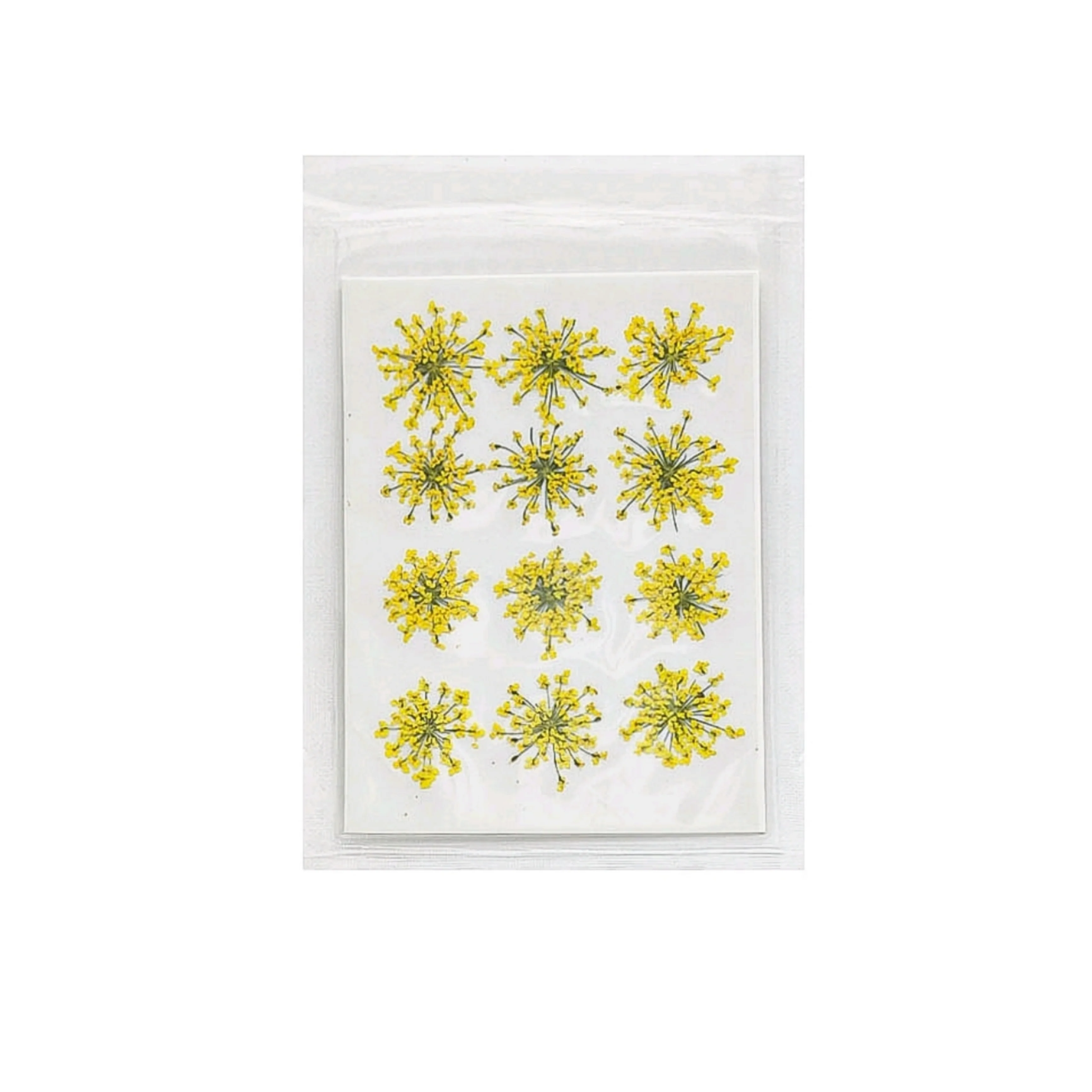 Natural Dried Pressed Queen Anne Lace - Image 4