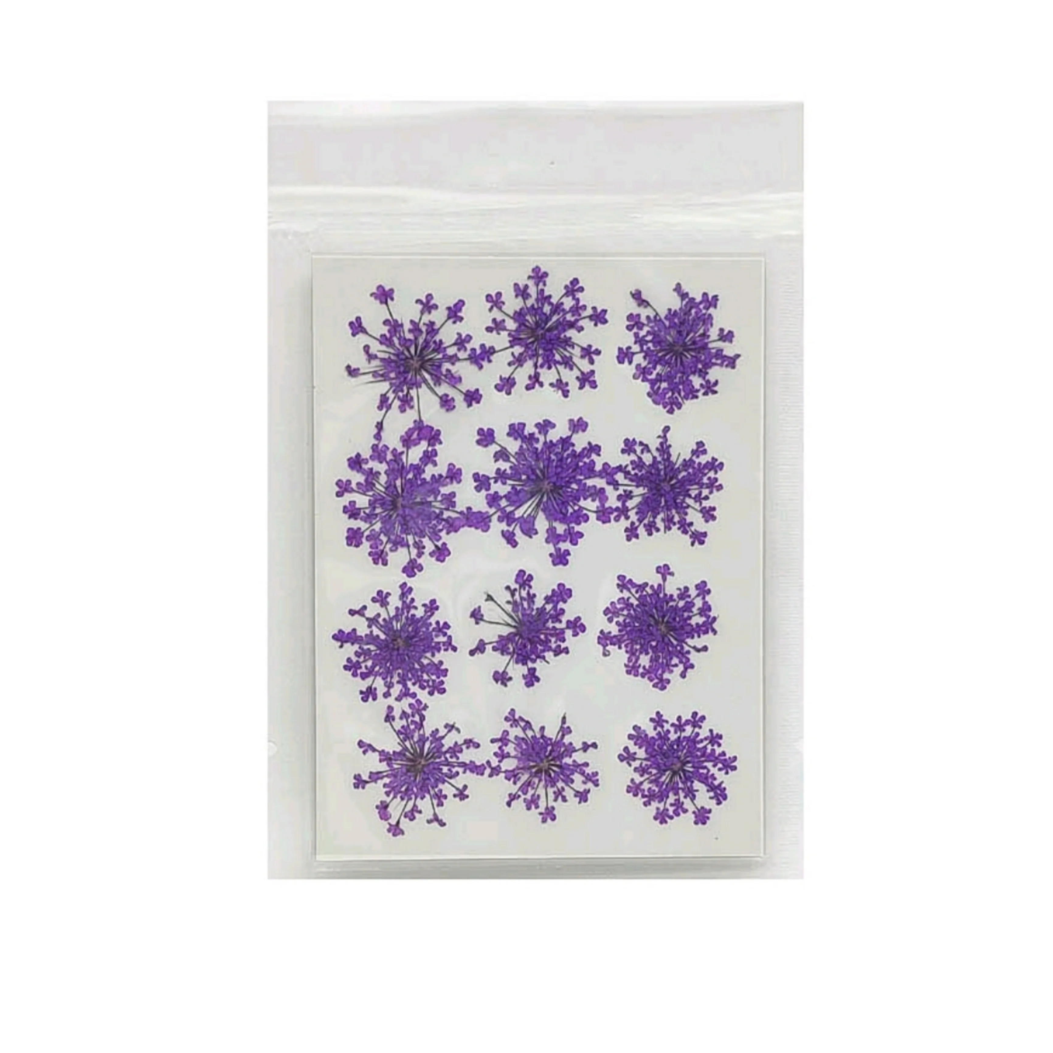 Natural Dried Pressed Queen Anne Lace - Image 7