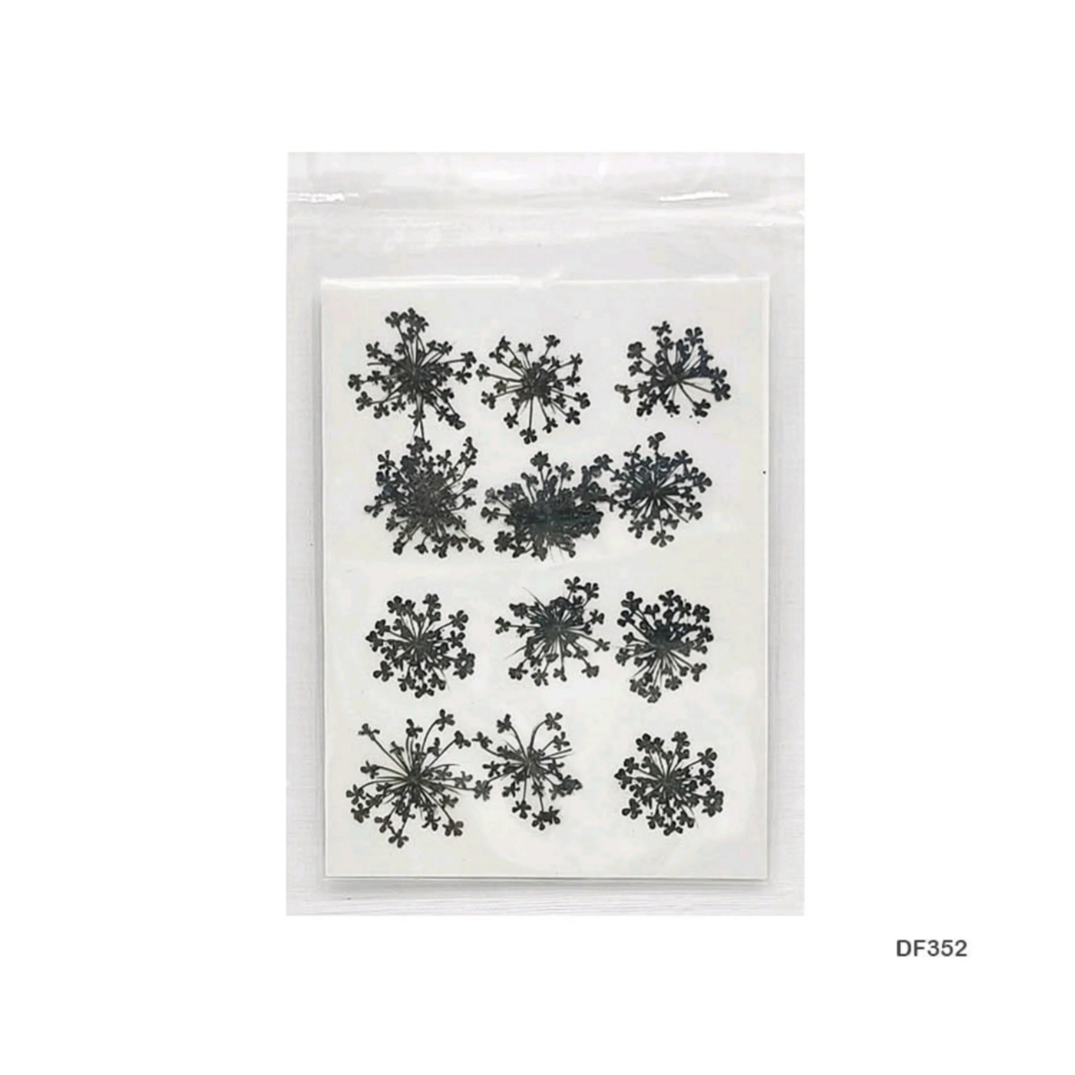 Natural Dried Pressed Queen Anne Lace - Image 9