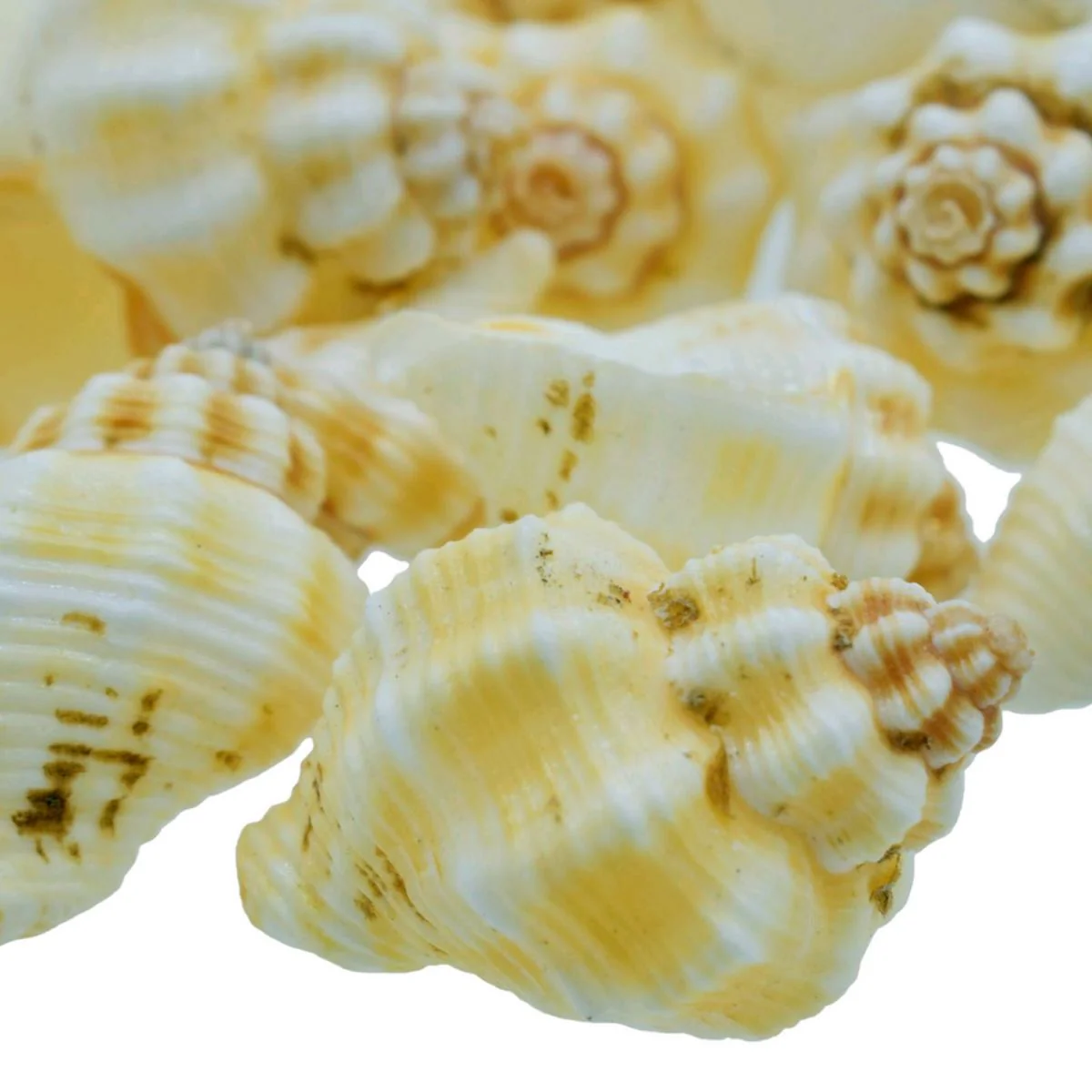 Nellikai Shells - 50 Grams - Image 3