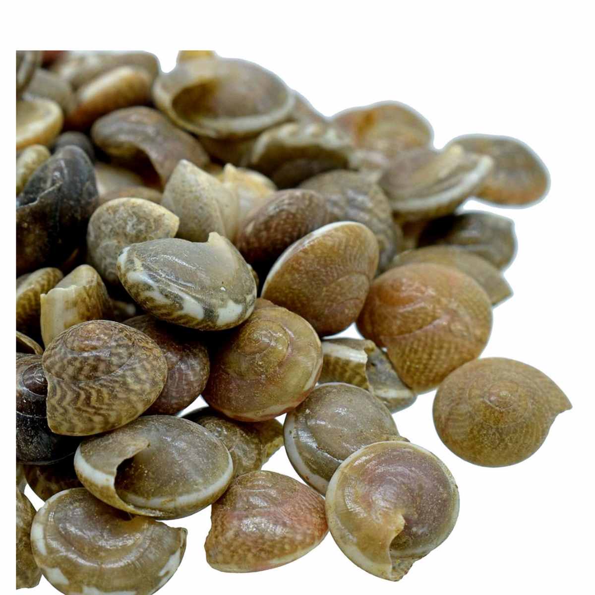 Pabukannu Shells - 100 Grams - Image 3