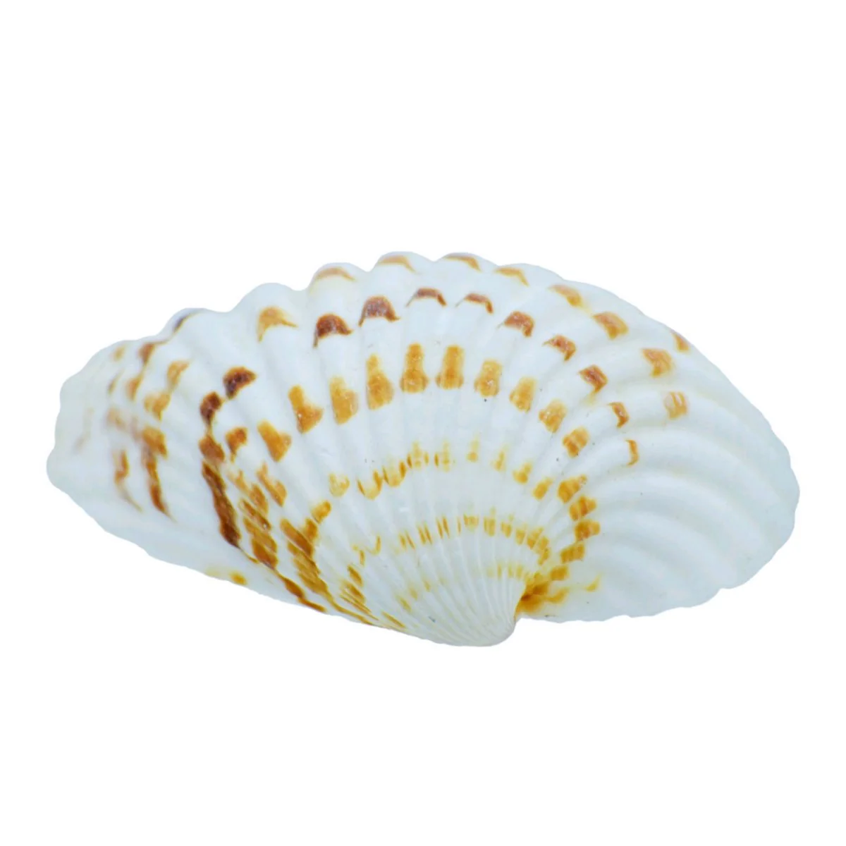 Pulli Chippi Shells - 100 Grams - Image 3