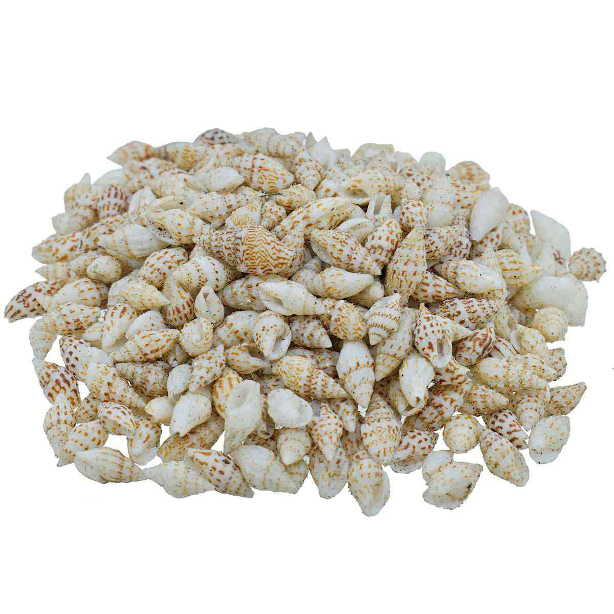 Seashell Dori Sangv Mani - 100 Grams - Image 3