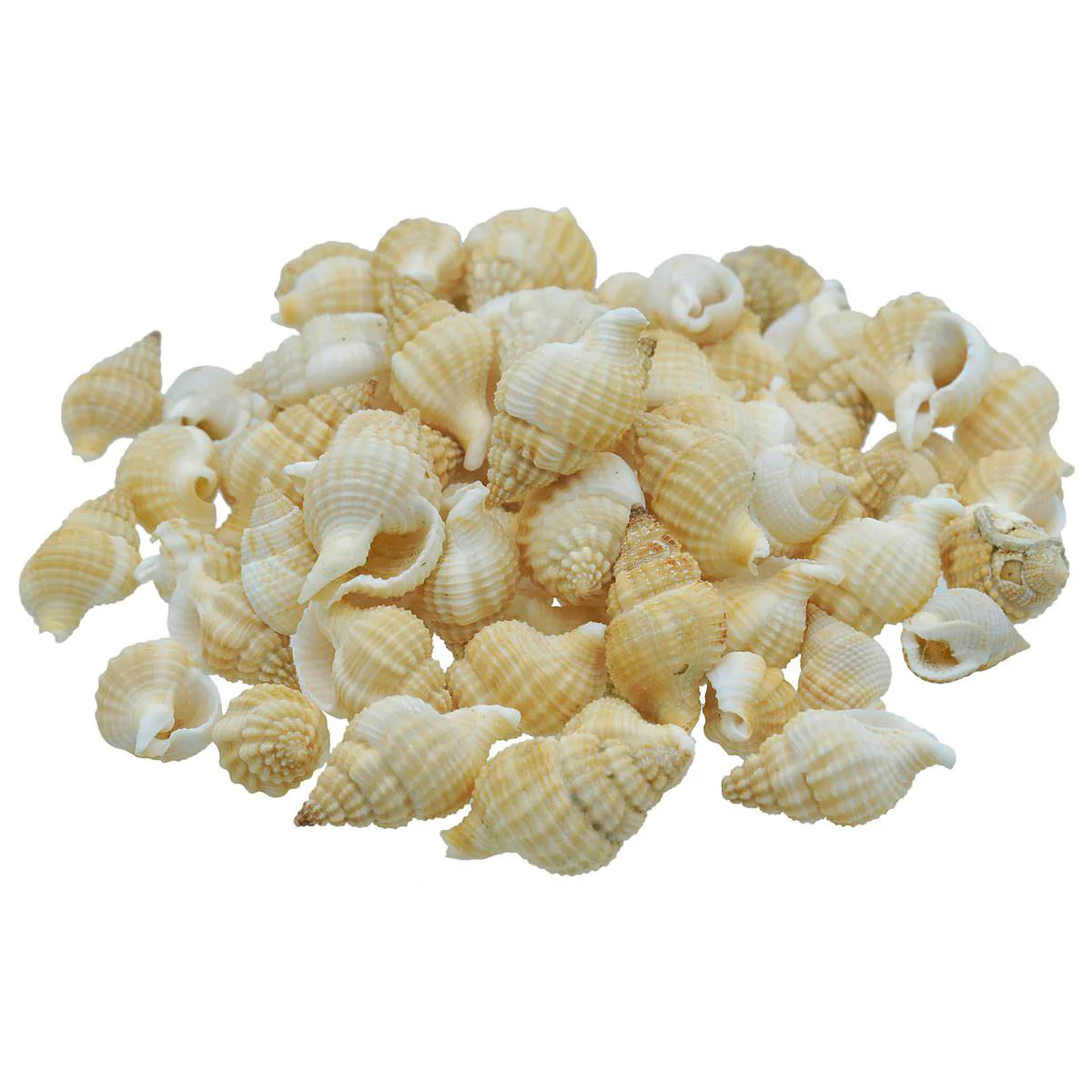 Seashell Fampan Malipal - 80 Grams - Image 2