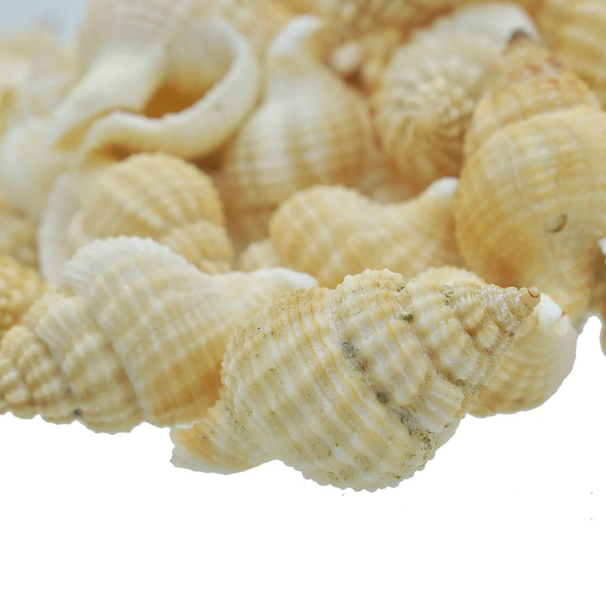 Seashell Fampan Malipal - 80 Grams - Image 3