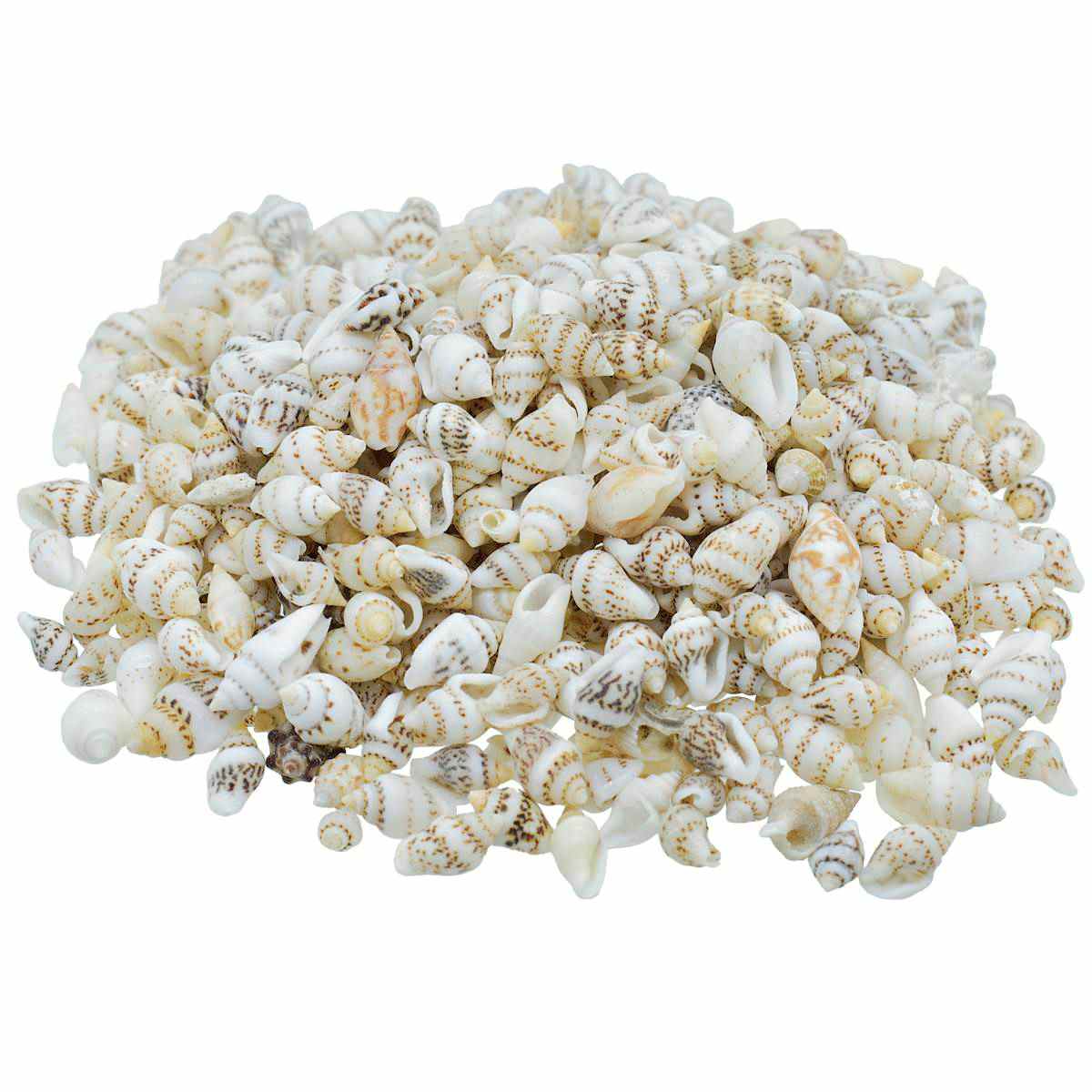 Seashell Sangv - 100 Grams - Image 3