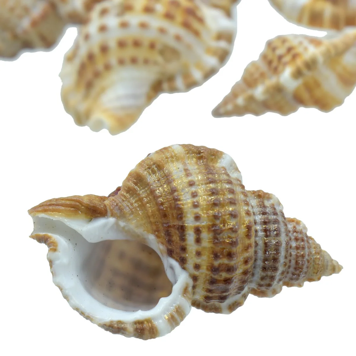 Seashell Small Semam - 50 Grams - Image 3