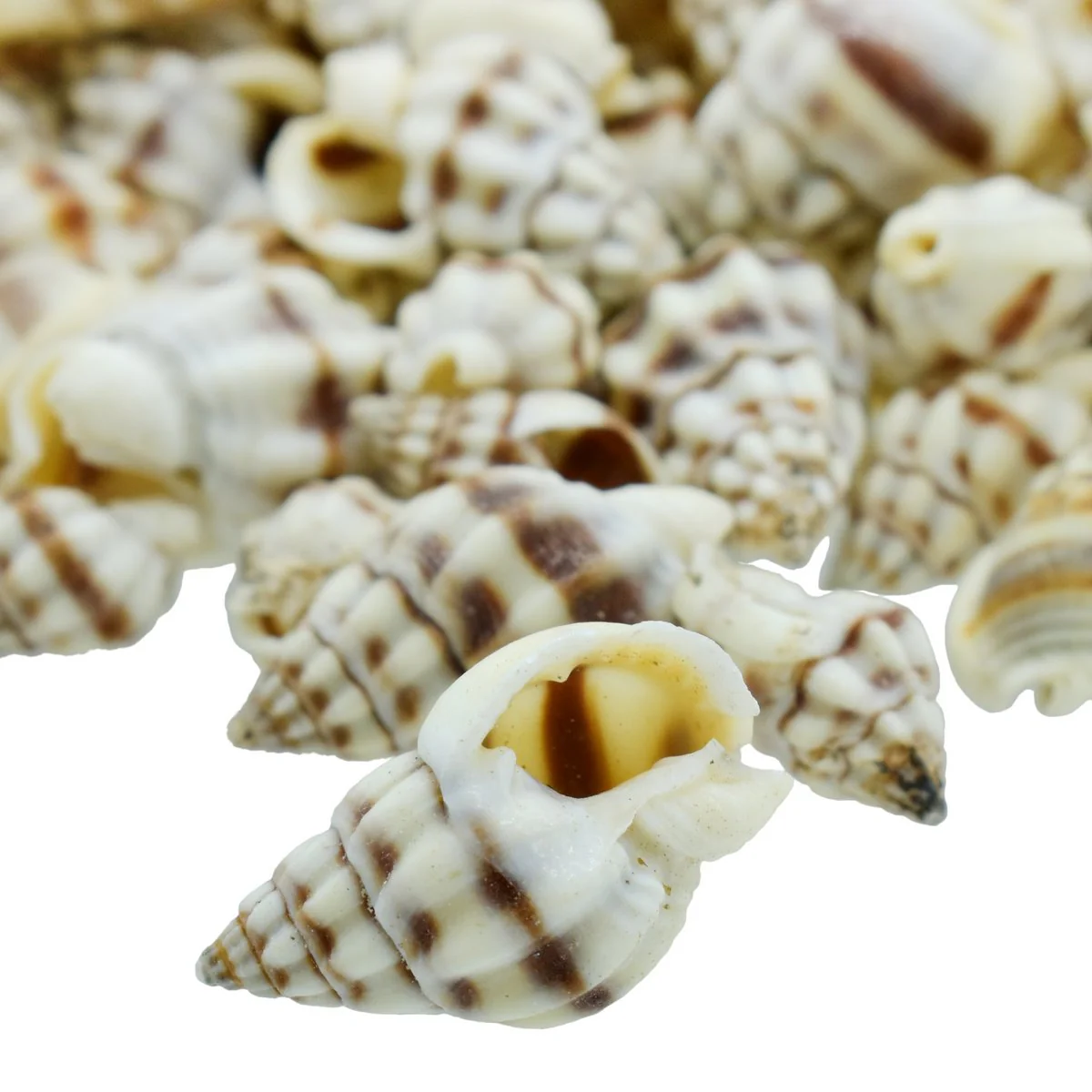 Seashell Vari kaka Mukku - 100 Grams - Image 3