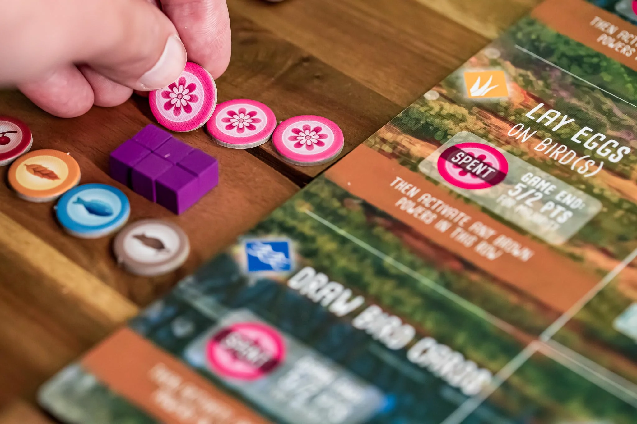 Stonemaier Games Wingspan Oceania Expansion Board Game - Image 2